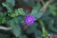 Centratherum punctatum